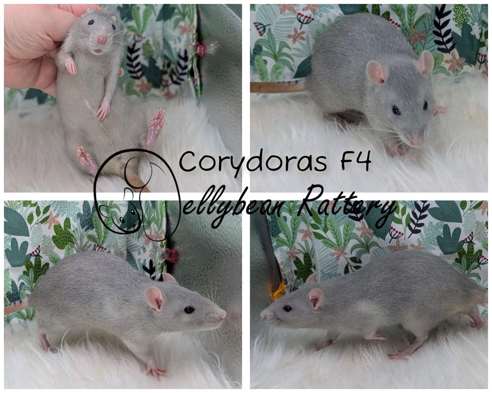 Fancy rat Breeder Rattus norvegicus 