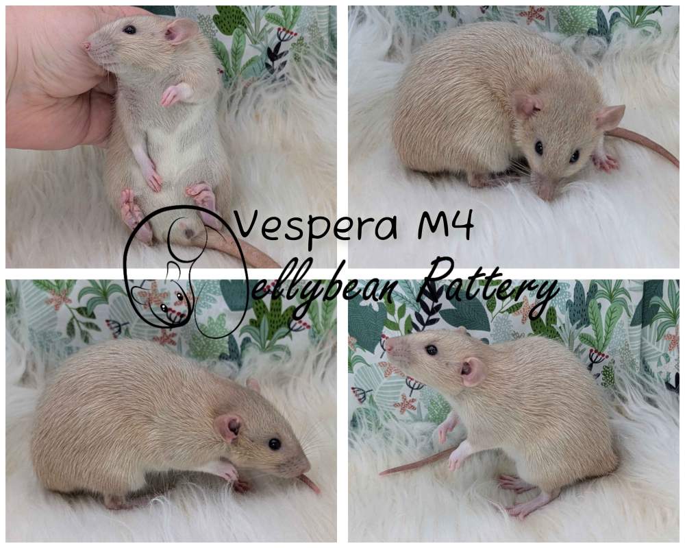 Fancy rat Pet only Rattus norvegicus 