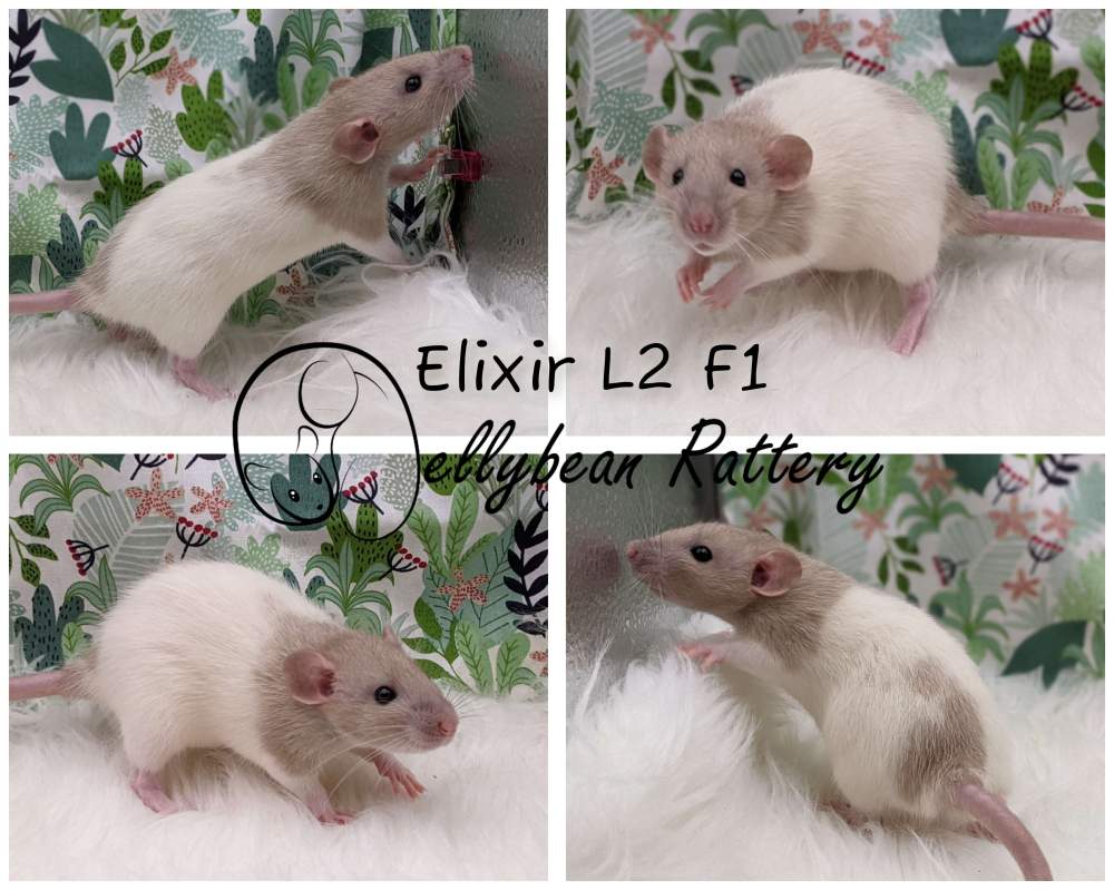 Fancy rat Breeder Rattus norvegicus 