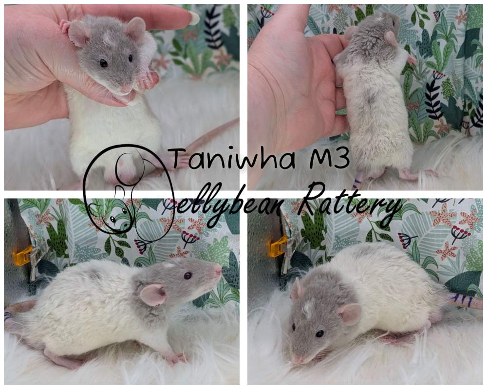Fancy rat Pet only Rattus norvegicus 