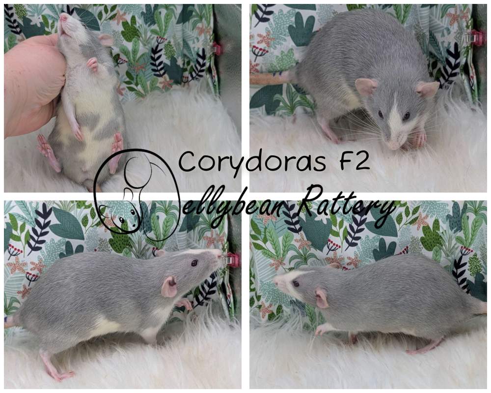 Fancy rat Breeder Rattus norvegicus 
