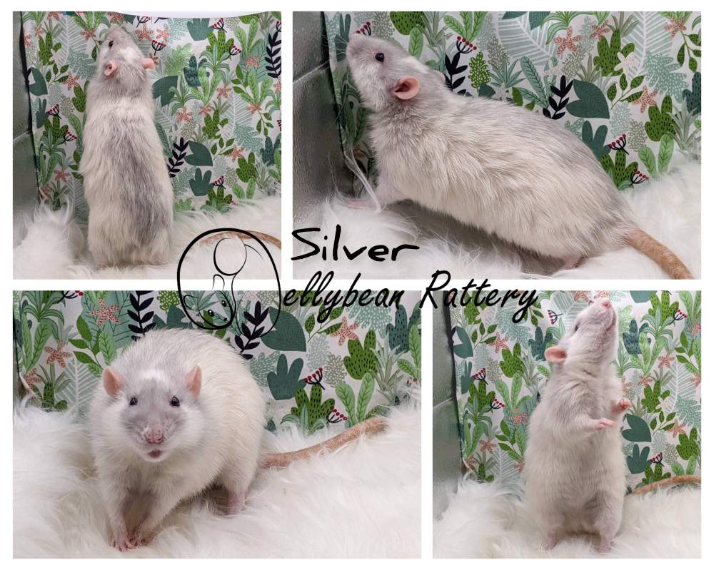 Fancy rat Breeder Rattus norvegicus 