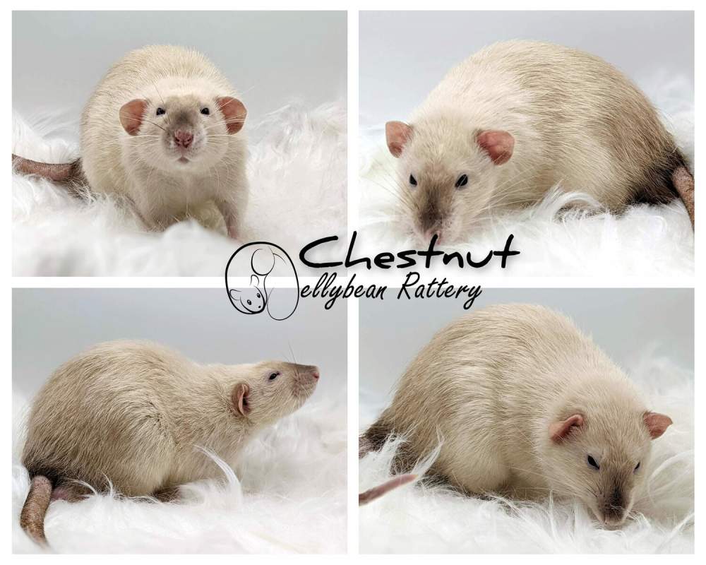 Fancy rat Pet only Rattus norvegicus 