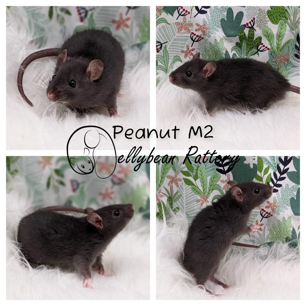 Fancy rat Breeder Rattus norvegicus 