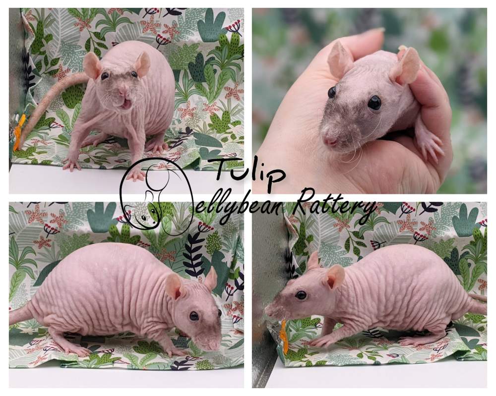 Fancy rat Retired Rattus norvegicus 