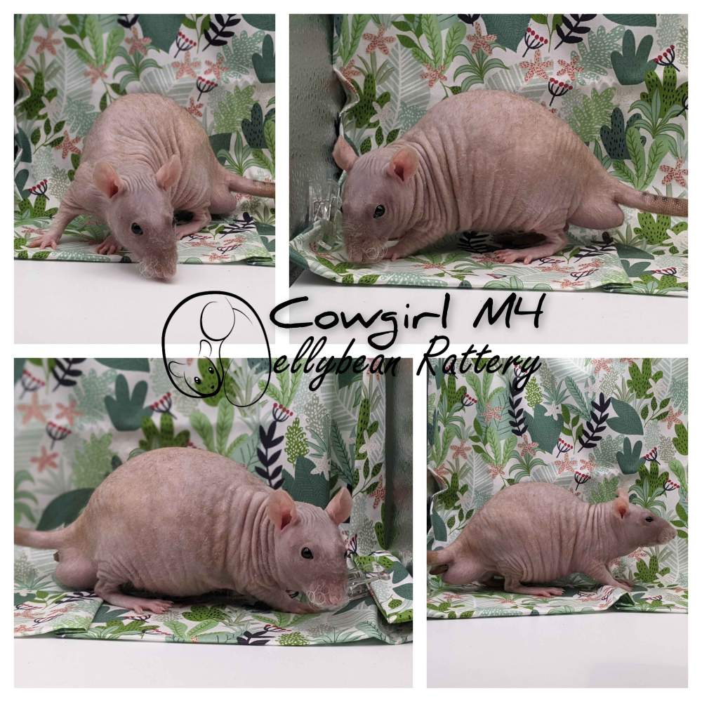 Fancy rat Pet only Rattus norvegicus 