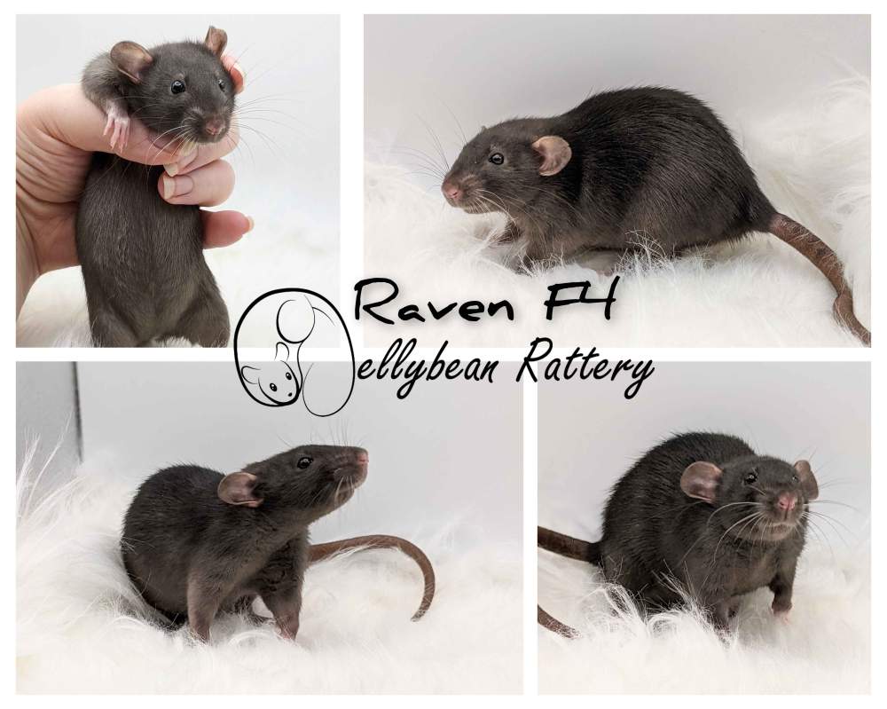 Fancy rat Retired Rattus norvegicus 