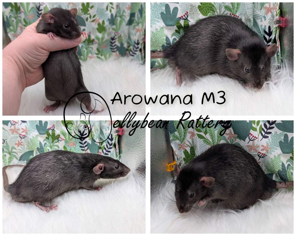 Fancy rat Pet only Rattus norvegicus 