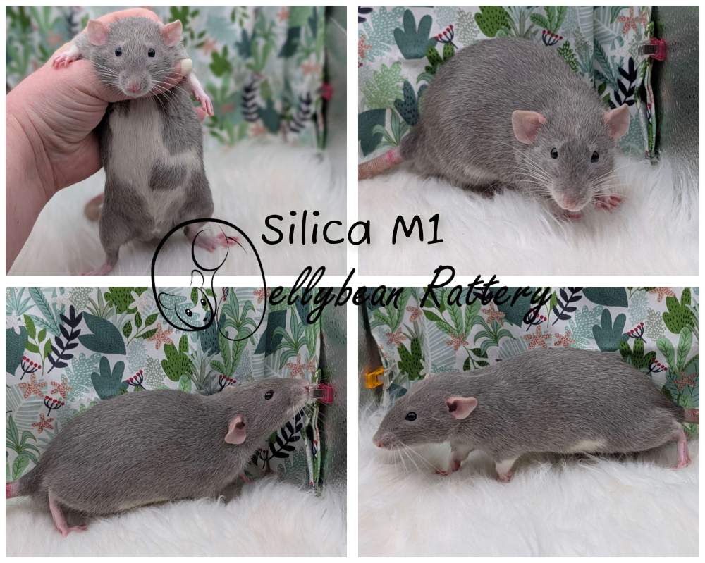 Fancy rat Pet only Rattus norvegicus 