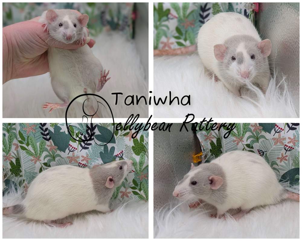 Fancy rat Breeder Rattus norvegicus 