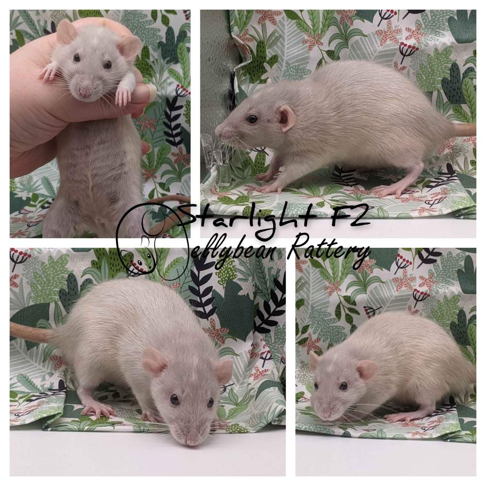 Fancy rat Retired Rattus norvegicus 