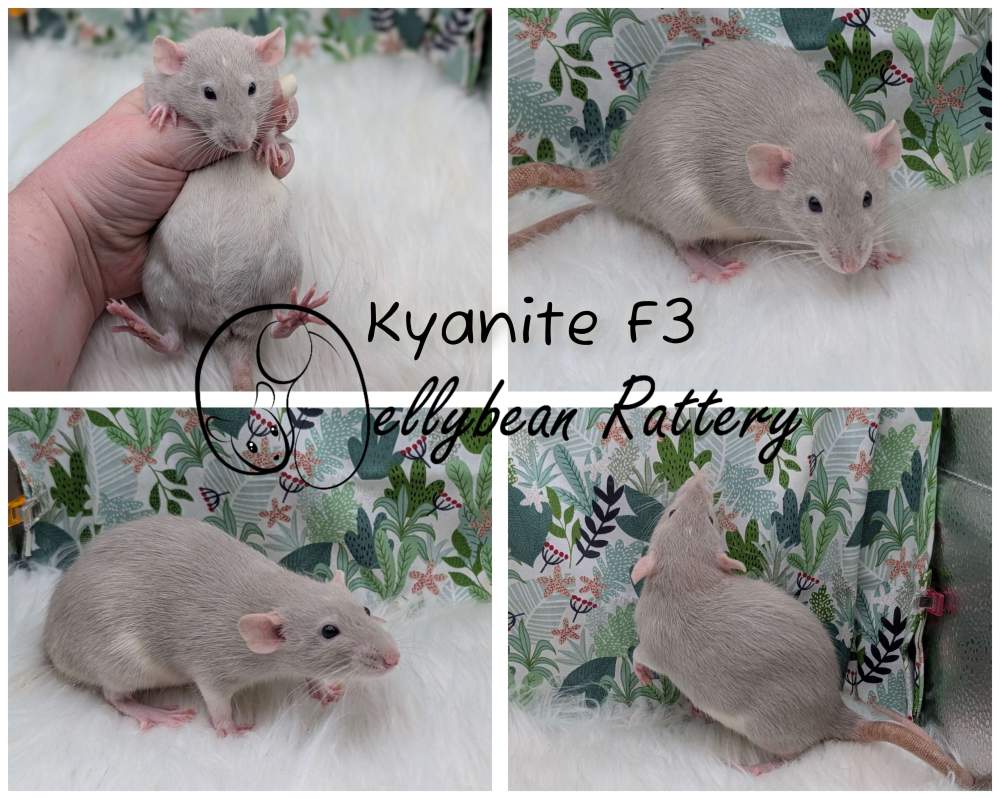 Fancy rat Pet only Rattus norvegicus 