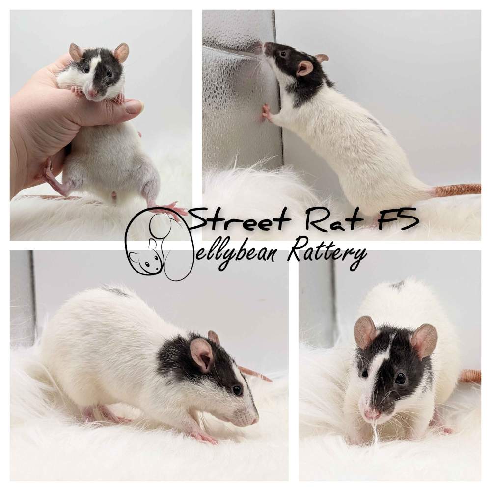 Fancy rat Pet only Rattus norvegicus 