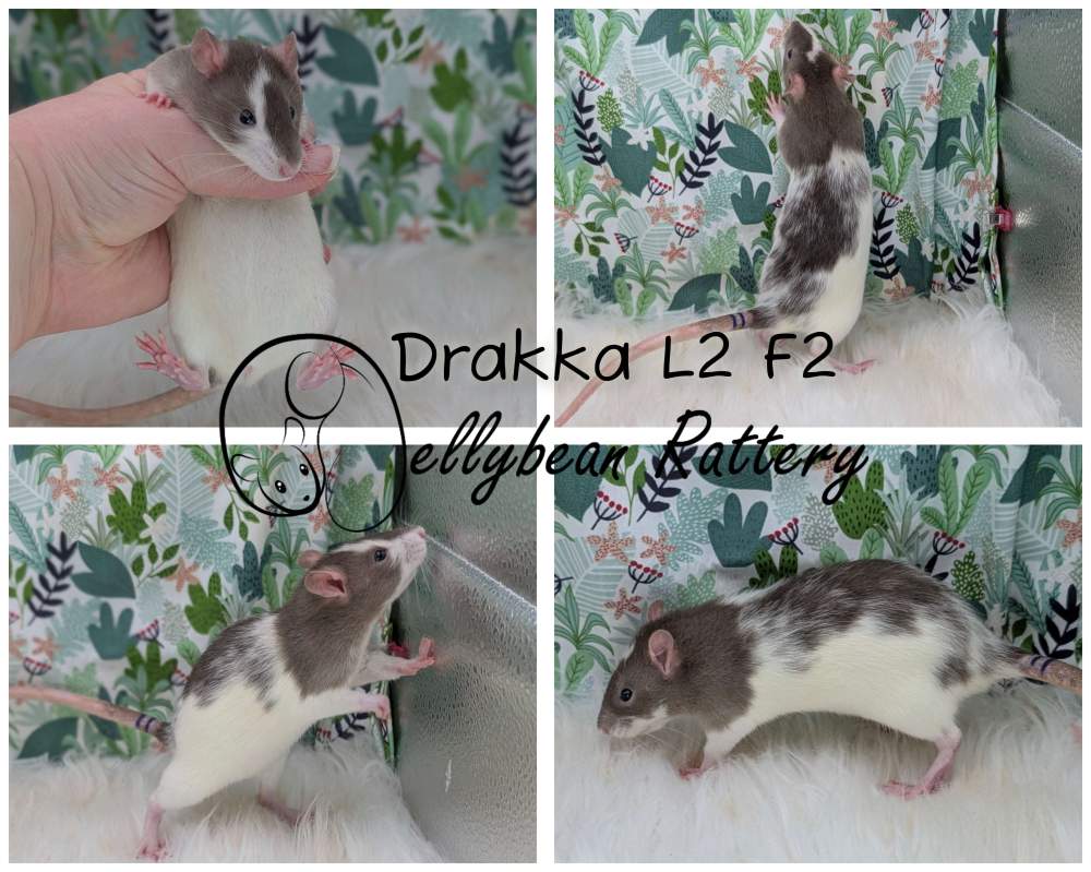 Fancy rat Breeder Rattus norvegicus 