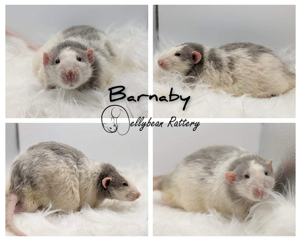 Fancy rat Retired Rattus norvegicus 