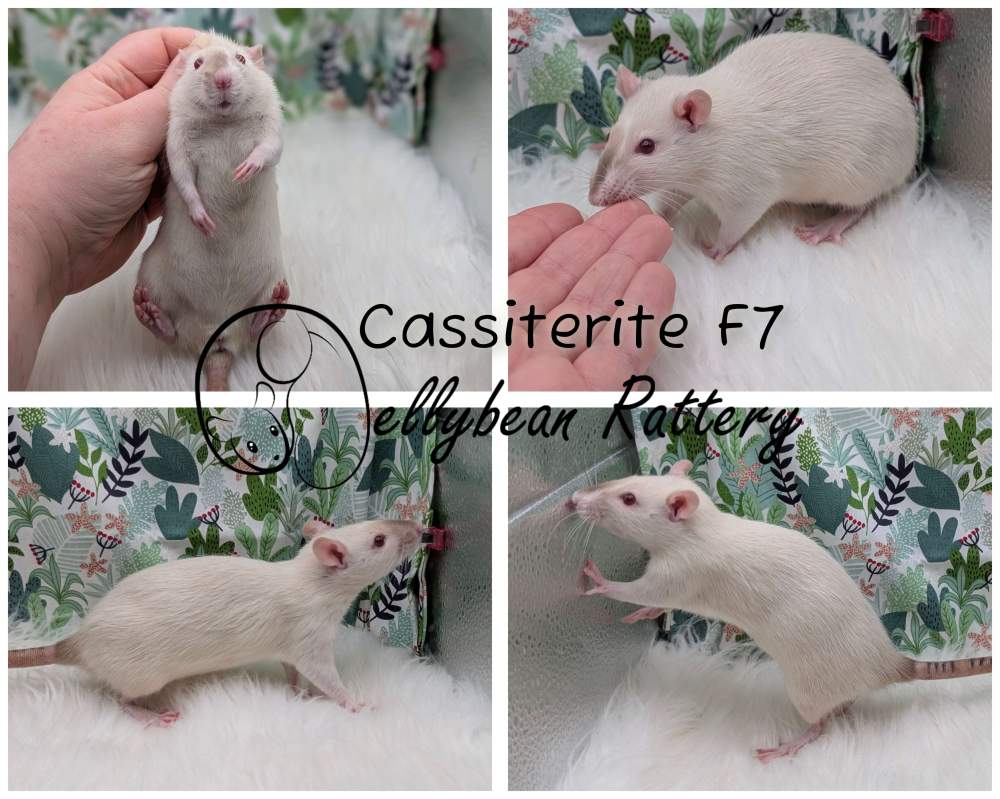 Fancy rat Pet only Rattus norvegicus 