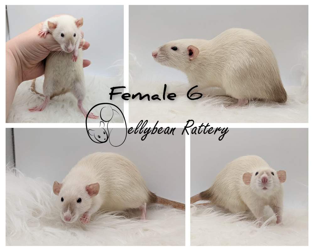 Fancy rat Pet only Rattus norvegicus 