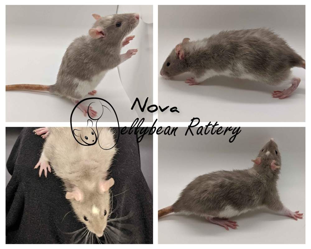 Fancy rat Rehomed Rattus norvegicus United States, Westlake