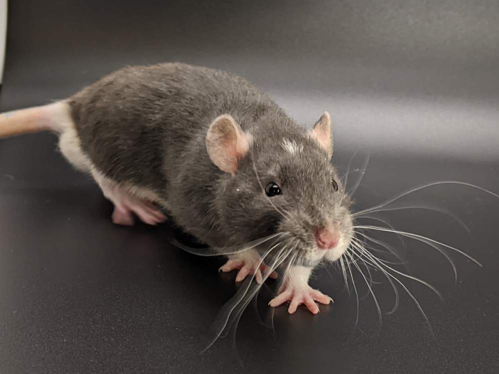 Fancy rat Pet only Rattus norvegicus United States, Westlake