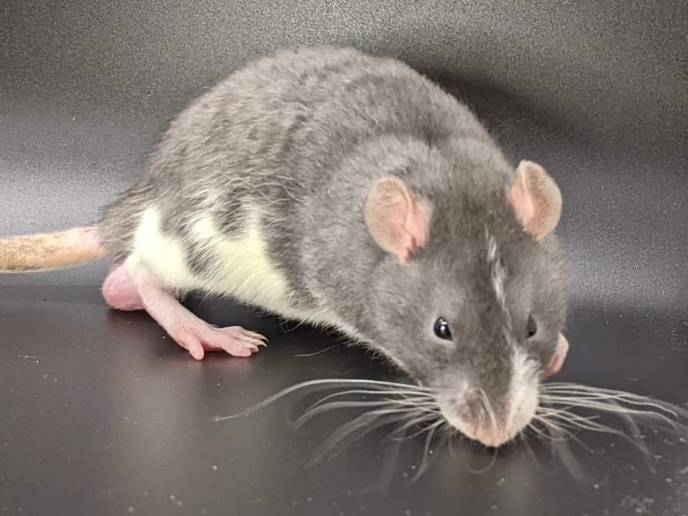 Fancy rat Pet only Rattus norvegicus United States, Westlake