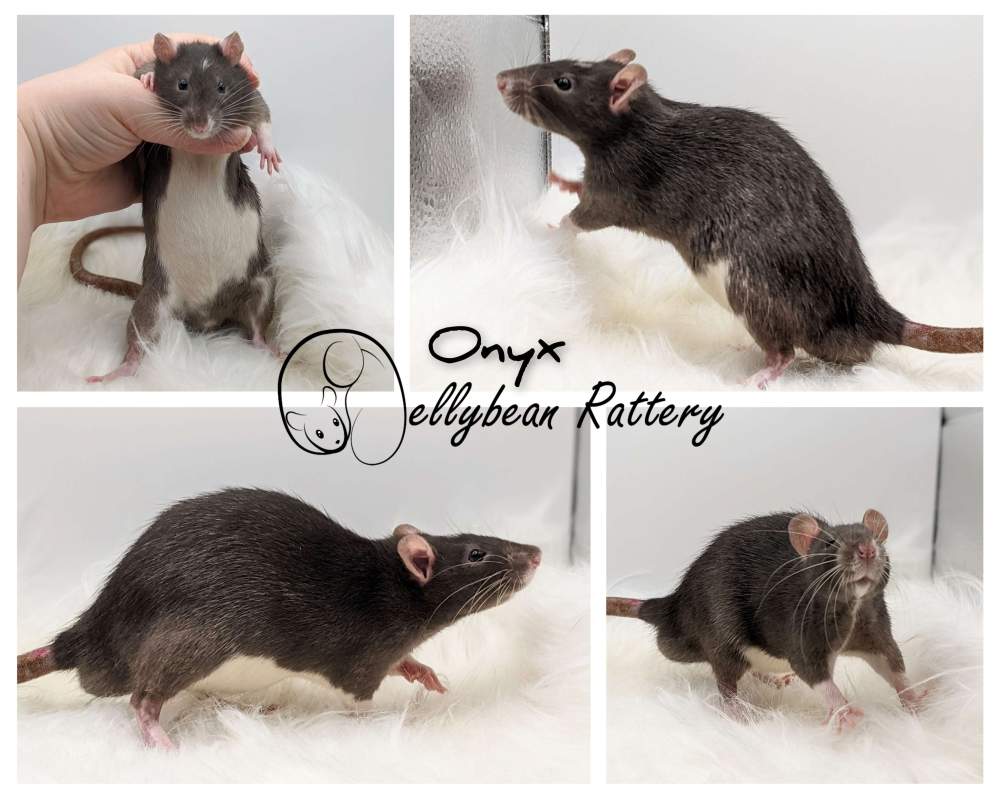 Fancy rat Pet only Rattus norvegicus 