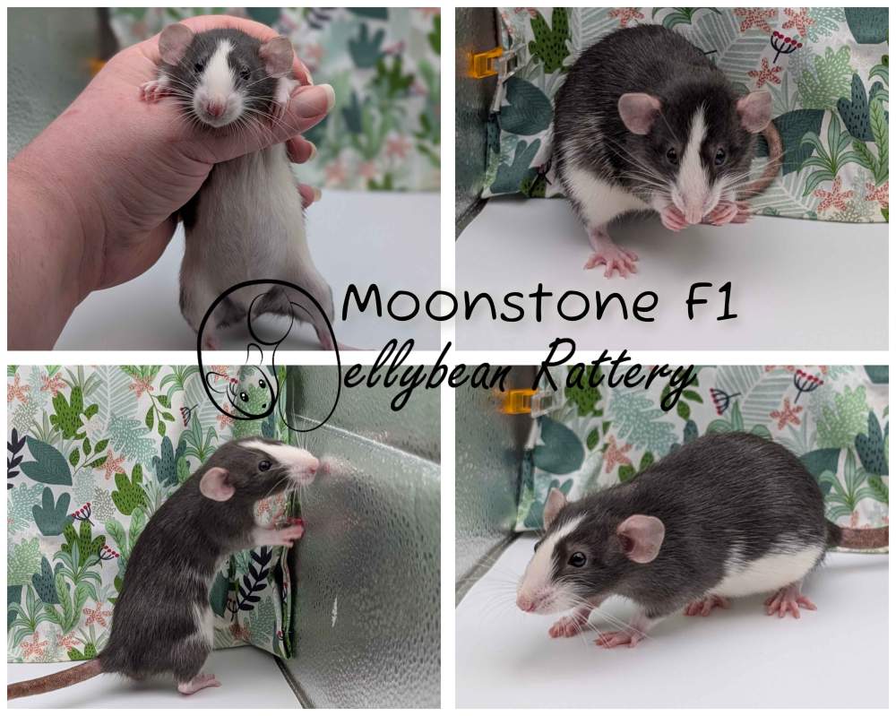 Fancy rat Breeder Rattus norvegicus 