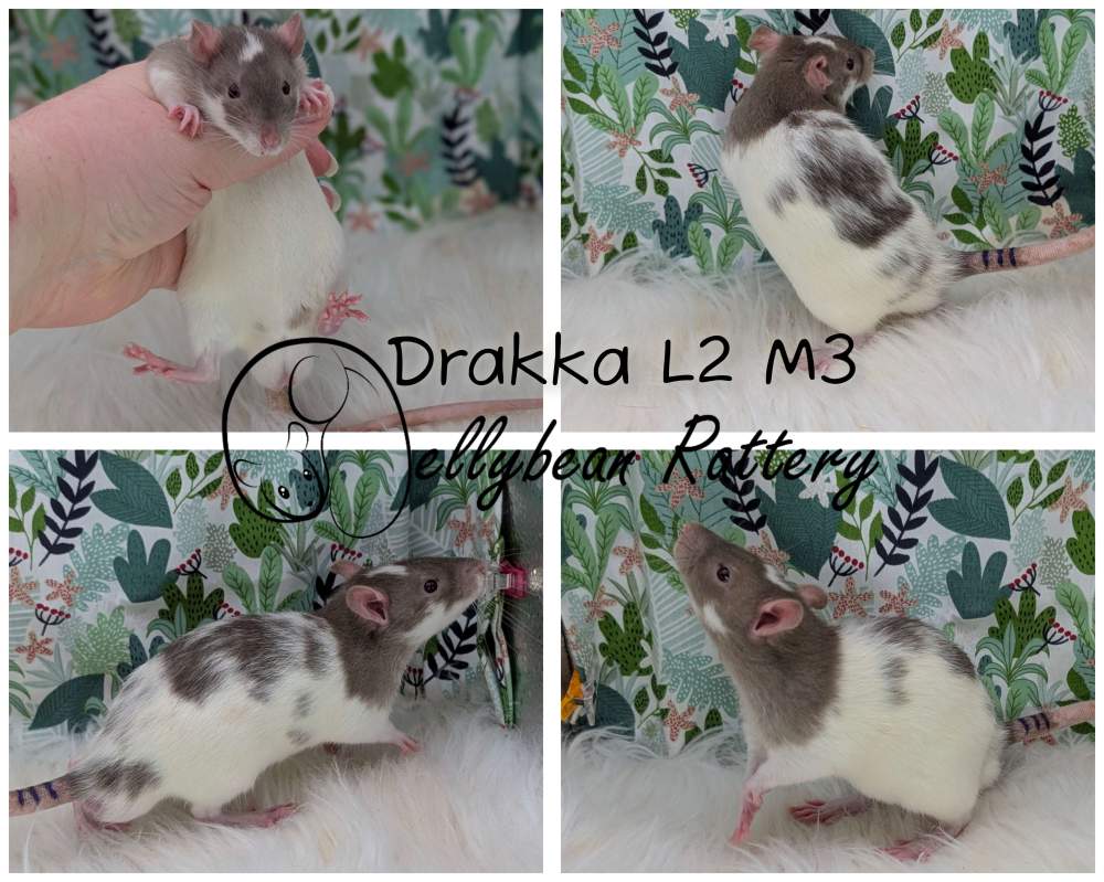 Fancy rat Breeder Rattus norvegicus 
