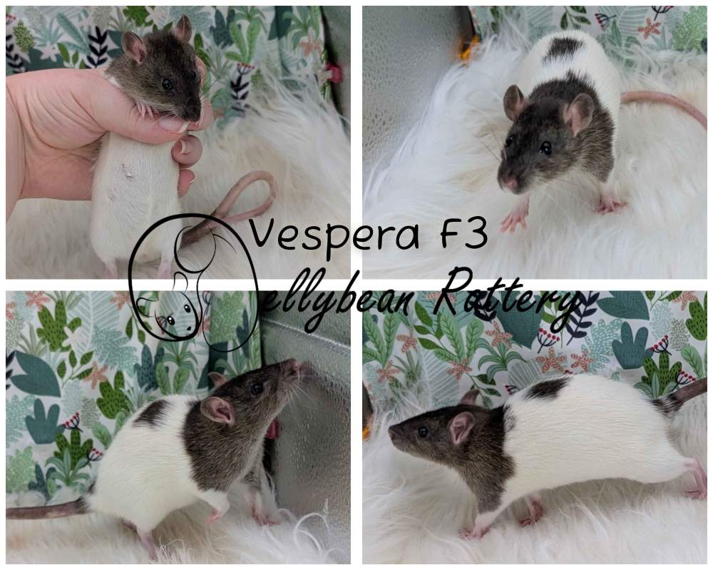 Fancy rat Breeder Rattus norvegicus 