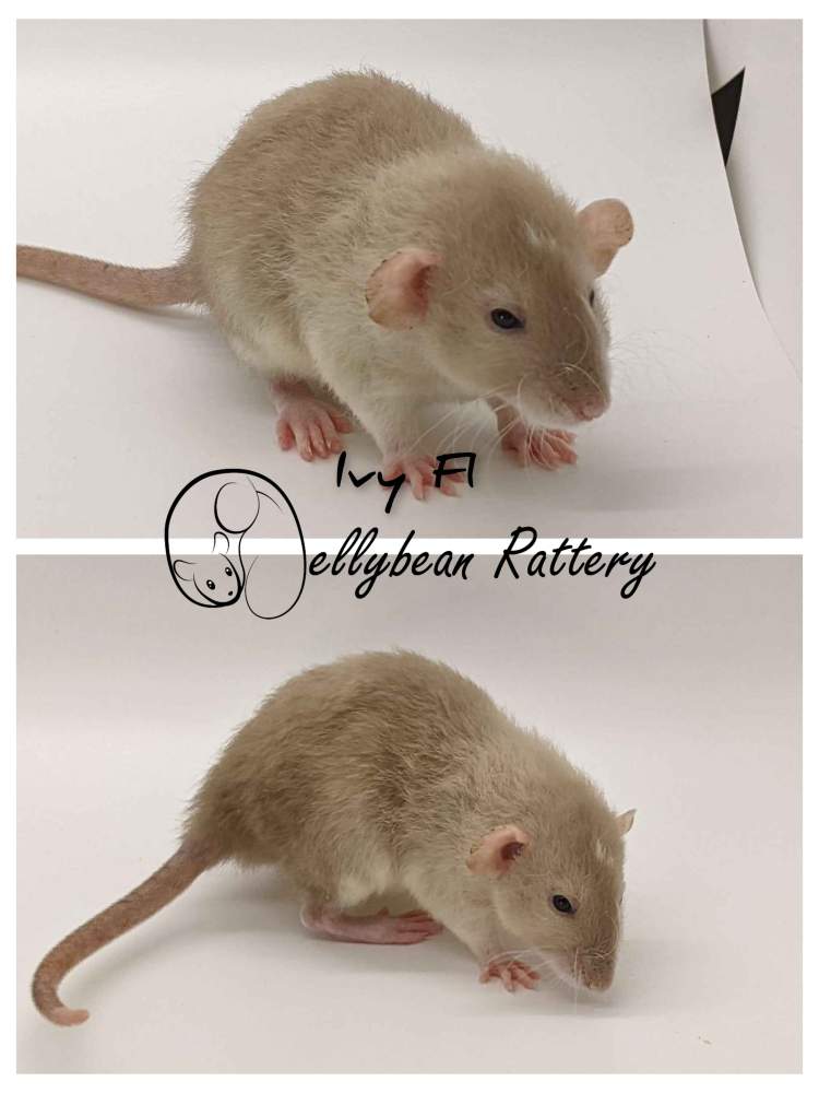 Fancy rat Pet only Rattus norvegicus 