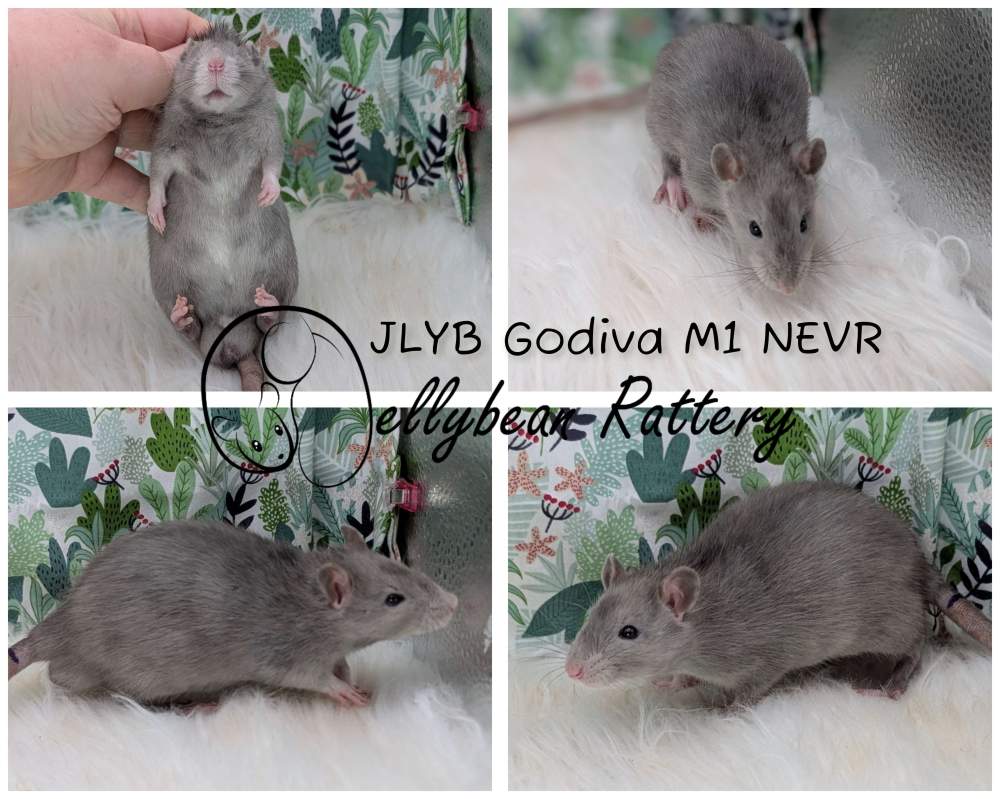 Fancy rat Breeder Rattus norvegicus 