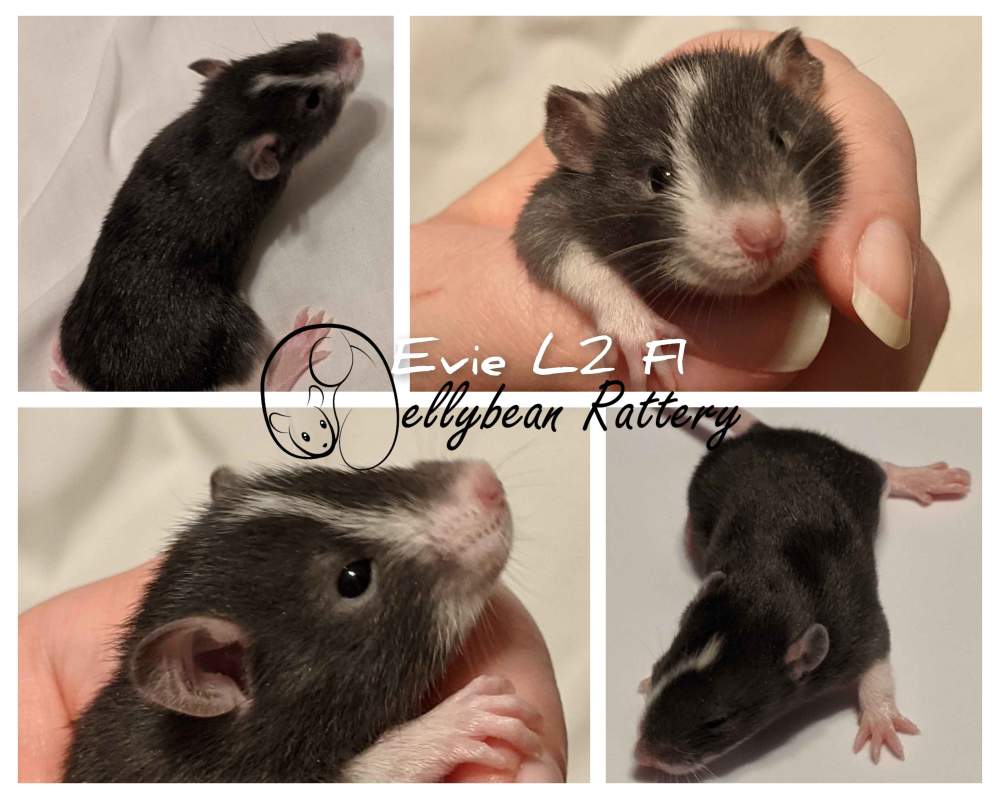 Fancy rat Pet only Rattus norvegicus United States, Westlake