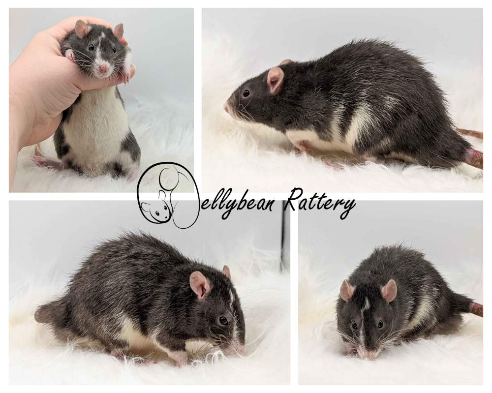 Fancy rat Pet only Rattus norvegicus 