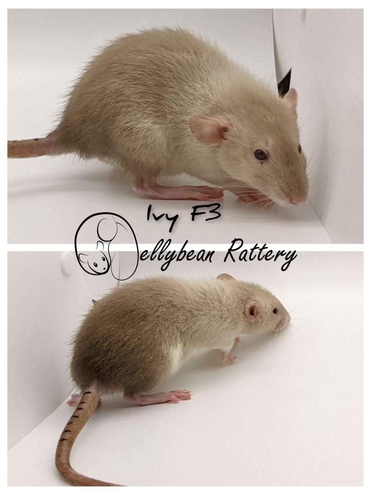 Fancy rat Pet only Rattus norvegicus 