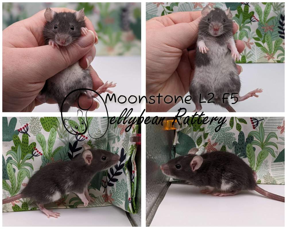 Fancy rat Pet only Rattus norvegicus 