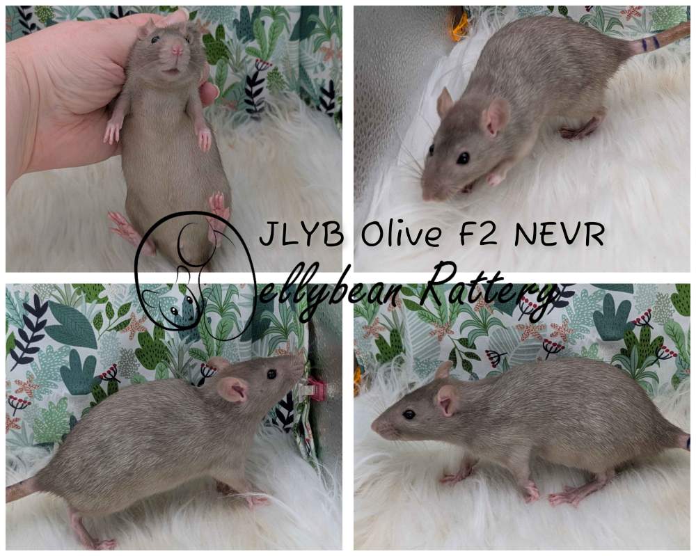 Fancy rat Breeder Rattus norvegicus 