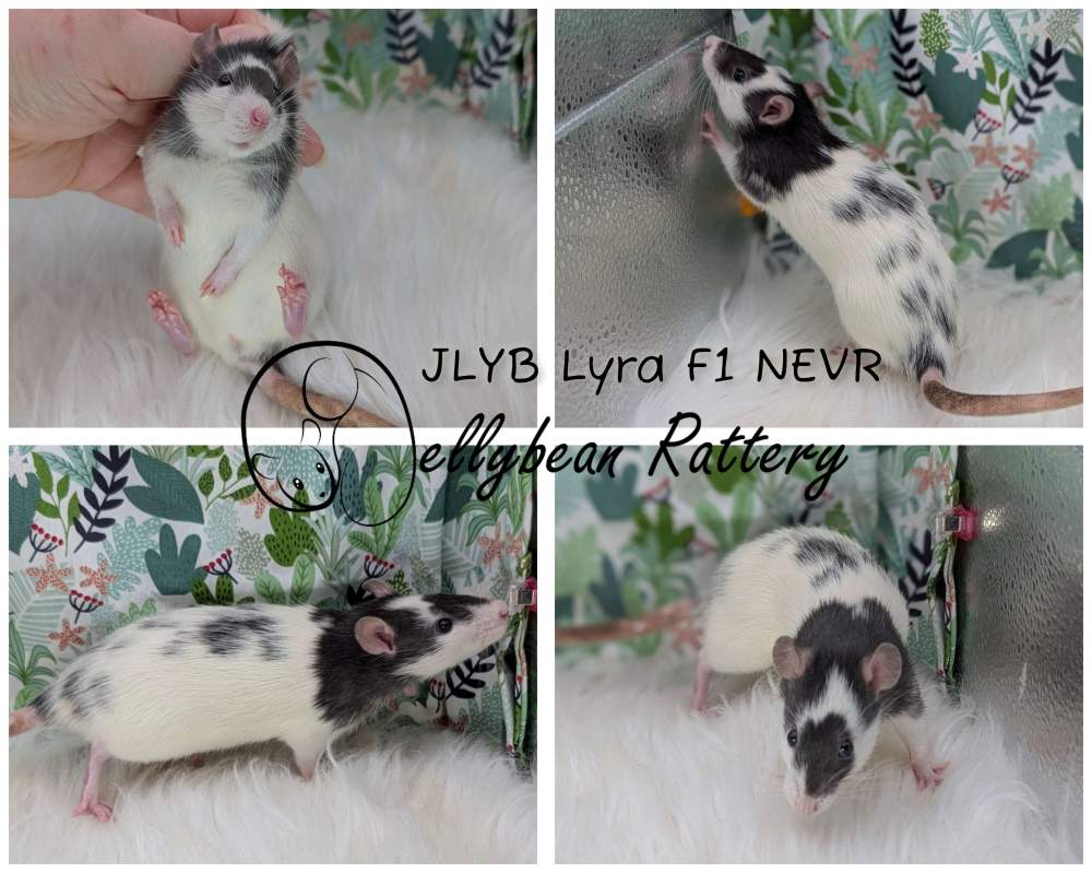 Fancy rat Breeder Rattus norvegicus 