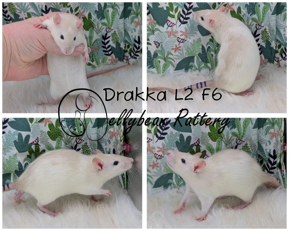 Fancy rat Breeder Rattus norvegicus 