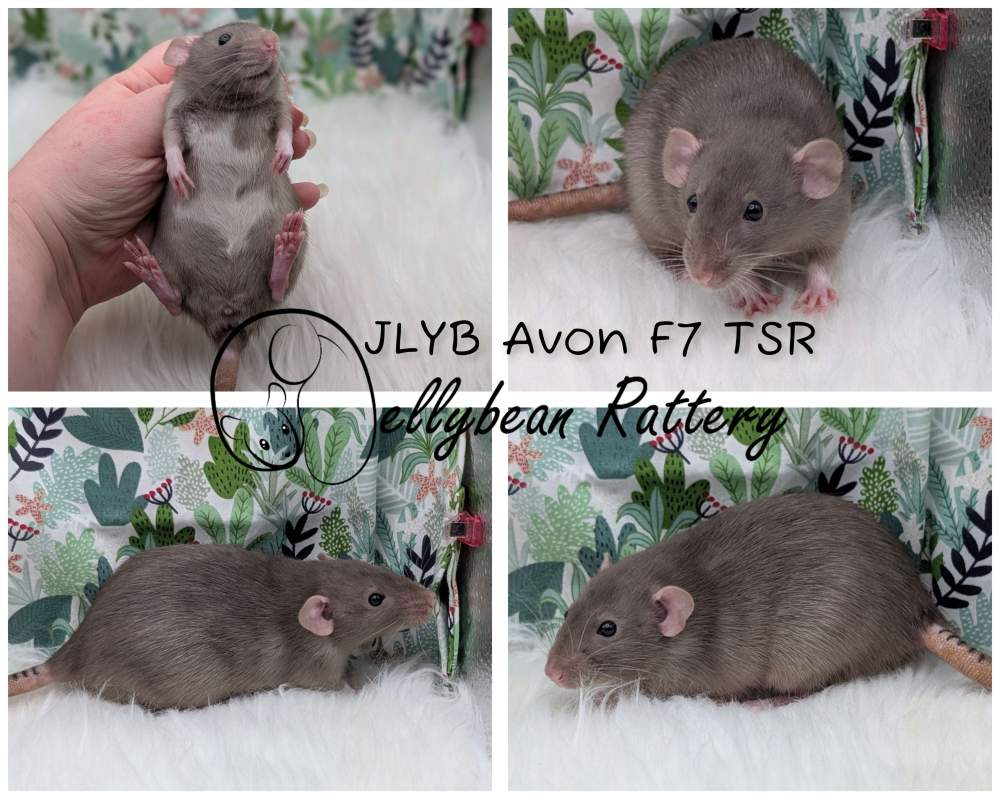 Fancy rat Pet only Rattus norvegicus 