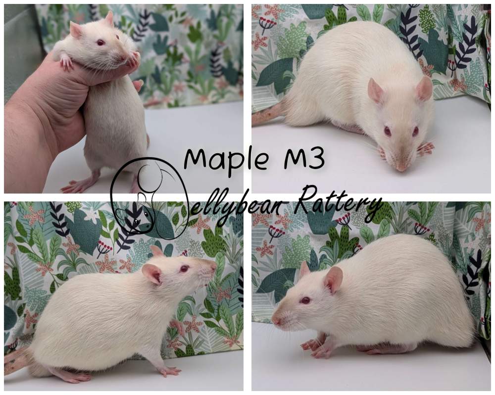 Fancy rat Breeder Rattus norvegicus 