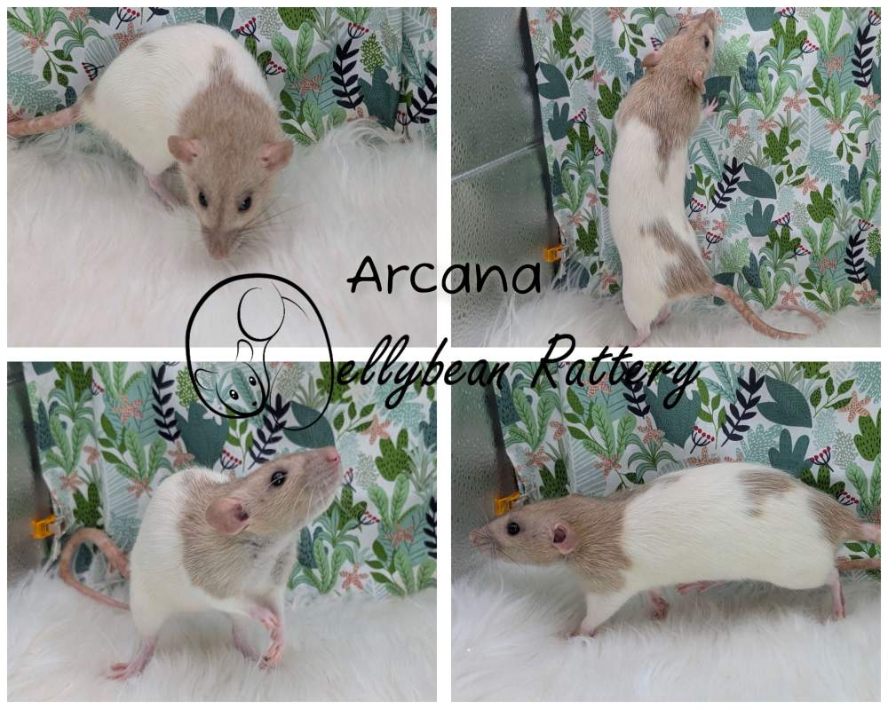 Fancy rat Breeder Rattus norvegicus 