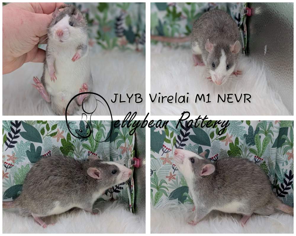 Fancy rat Breeder Rattus norvegicus 