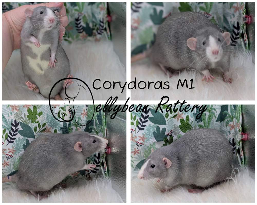 Fancy rat Breeder Rattus norvegicus 