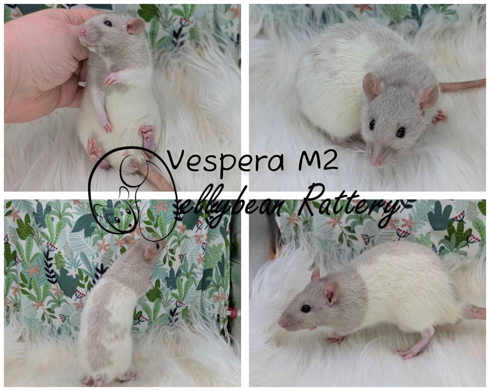 Fancy rat Pet only Rattus norvegicus 