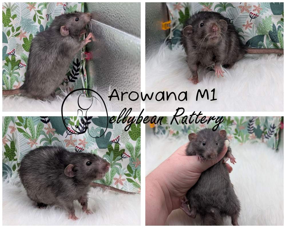 Fancy rat Pet only Rattus norvegicus 