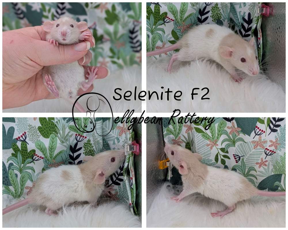 Fancy rat Pet only Rattus norvegicus 