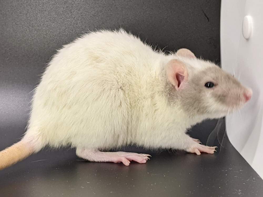 Fancy rat Pet only Rattus norvegicus United States, Westlake