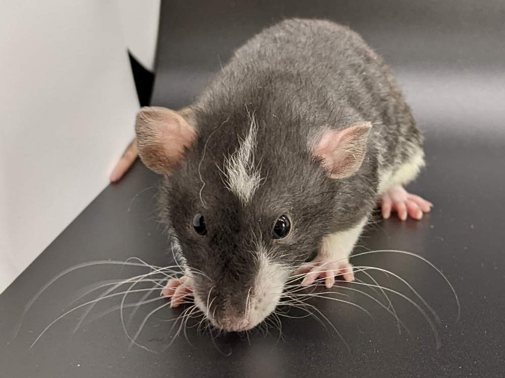 Fancy rat Pet only Rattus norvegicus United States, Westlake