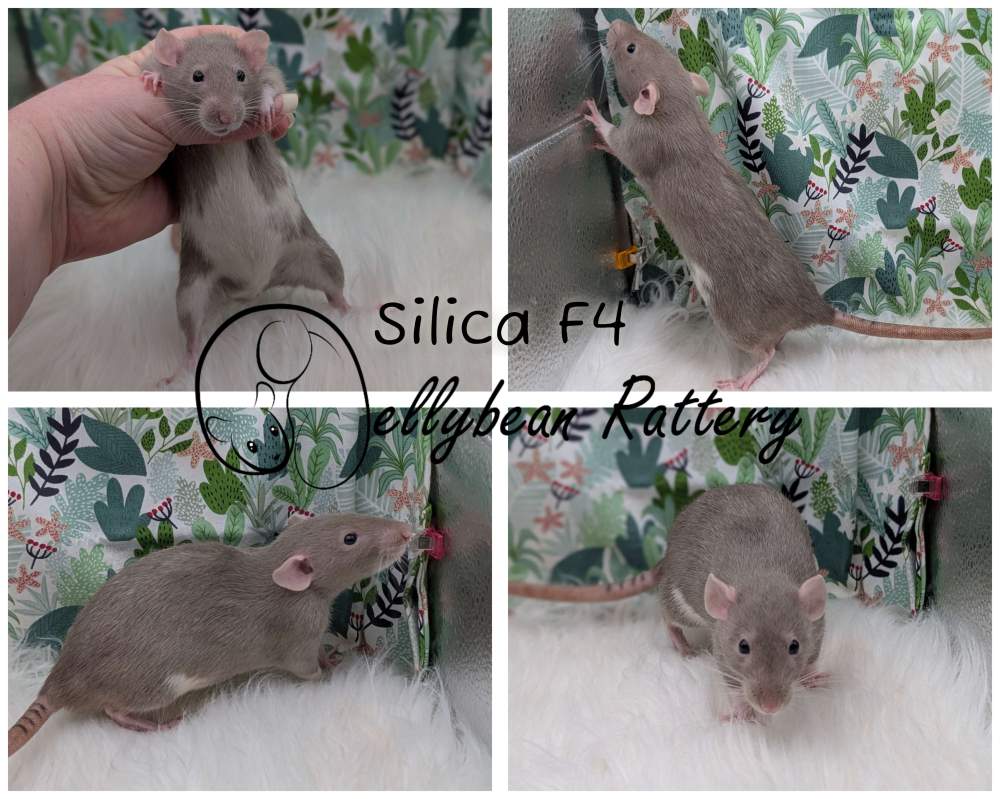 Fancy rat Pet only Rattus norvegicus 