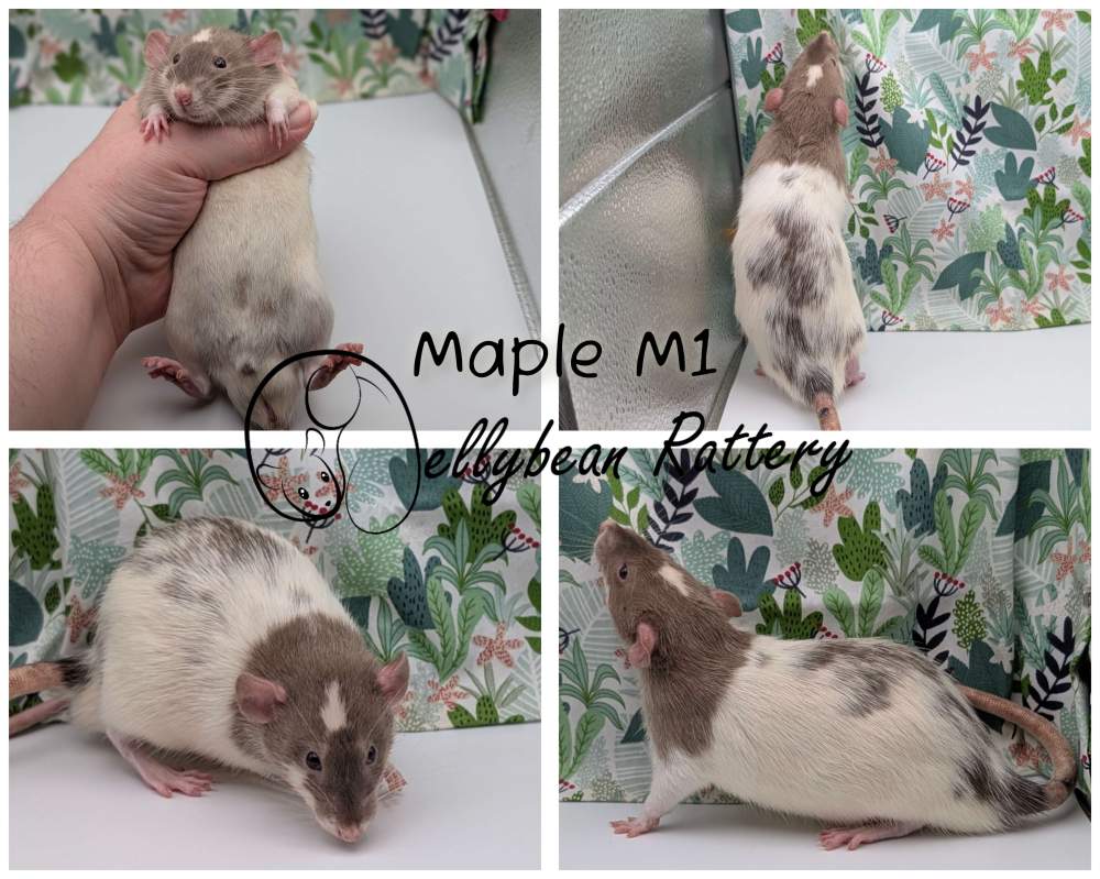 Fancy rat Pet only Rattus norvegicus 