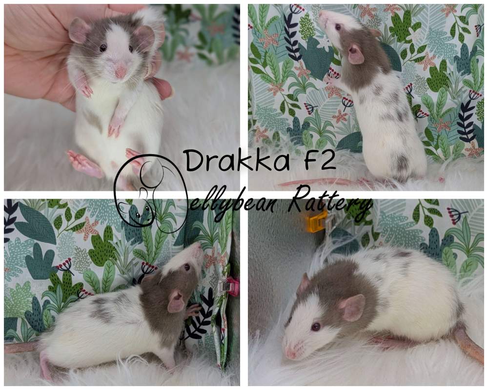 Fancy rat Breeder Rattus norvegicus 